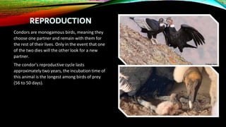 THE ANDEAN CONDOR (1)YSG.docxjdjdjdjdjfbxjfjjff | DOCX