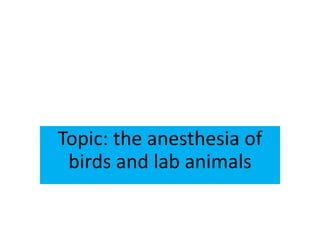 Topic: the anesthesia of
birds and lab animals
 
