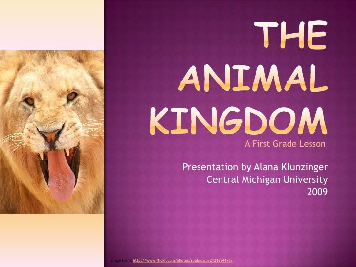 The Animal Kingdom A First Grade Lesson The Animal Kingdom A First Grade Lesson