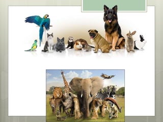 The Animal Kingdom | PPTX