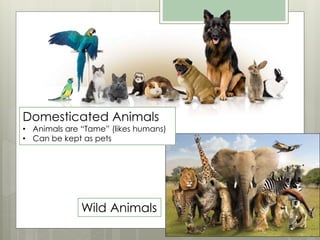 Taming Definition The Animal Kingdom | PPTX