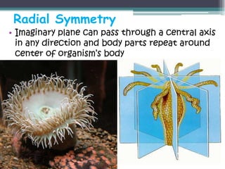 Radial Symmetry
• Imaginary plane can pass through a central axis
  in any direction and body parts repeat around
  center of organism’s body
 