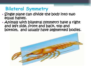 Bilateral Symmetry
• Single plane can divide the body into two
  equal halves.
• Animals with bilateral symmetry have a right
  and left side, front and back, top and
  bottom, and usually have segmented bodies.
 