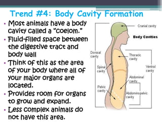 Trend #4: Body Cavity Formation
• Most animals have a body
  cavity called a “coelom.”
• Fluid-filled space between
  the digestive tract and
  body wall
• Think of this as the area
  of your body where all of
  your major organs are
  located.
• Provides room for organs
  to grow and expand.
• Less complex animals do
  not have this area.
 