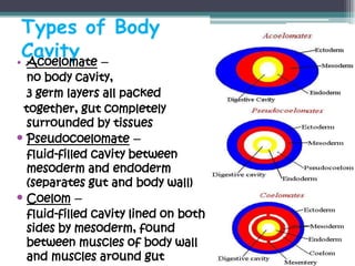 Types of Body
 Cavity –
• Acoelomate
  no body cavity,
  3 germ layers all packed
 together, gut completely
  surrounded by tissues
• Pseudocoelomate –
  fluid-filled cavity between
  mesoderm and endoderm
  (separates gut and body wall)
• Coelom –
  fluid-filled cavity lined on both
  sides by mesoderm, found
  between muscles of body wall
  and muscles around gut
 