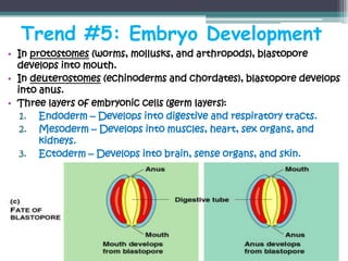 Trend #5: Embryo Development
• In protostomes (worms, mollusks, and arthropods), blastopore
  develops into mouth.
• In deuterostomes (echinoderms and chordates), blastopore develops
  into anus.
• Three layers of embryonic cells (germ layers):
   1. Endoderm – Develops into digestive and respiratory tracts.
   2. Mesoderm – Develops into muscles, heart, sex organs, and
       kidneys.
   3. Ectoderm – Develops into brain, sense organs, and skin.
 