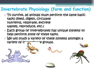 Invertebrate Physiology (form and function)
 • To survive, all animals must perform the same basic
   tasks (feed, digest, circulate
   nutrients, respirate, excrete
   wastes, reproduce, etc.)
 • Each group of invertebrates has unique systems to
   help perform some of these tasks.
 • We will study a variety of these systems amongst a
   variety of invertebrate groups.
 