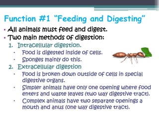 Function #1 “Feeding and Digesting”
• All animals must feed and digest.
• Two main methods of digestion:
 1. Intracellular digestion.
      Food is digested inside of cells.
      Sponges mainly do this.
 2. Extracellular digestion
      Food is broken down outside of cells in special
       digestive organs.
      Simpler animals have only one opening where food
       enters and waste leaves (two way digestive tract).
      Complex animals have two separate openings a
       mouth and anus (one way digestive tract).
 