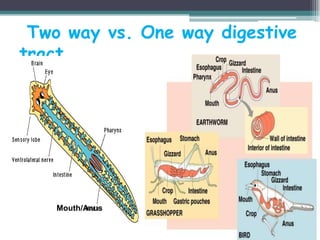 Two way vs. One way digestive
tract




    Mouth/Anus
 