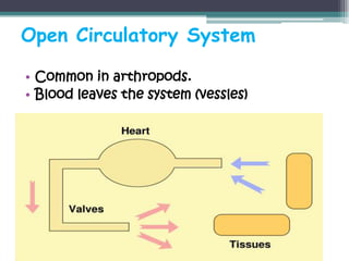 Open Circulatory System

• Common in arthropods.
• Blood leaves the system (vessles)
 