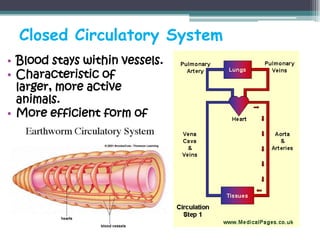 Closed Circulatory System
• Blood stays within vessels.
• Characteristic of
  larger, more active
  animals.
• More efficient form of
  circulation.
 