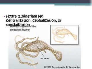 • Hydra (Cnidarian) No
  centralization, cephalization, or
  specialization
 