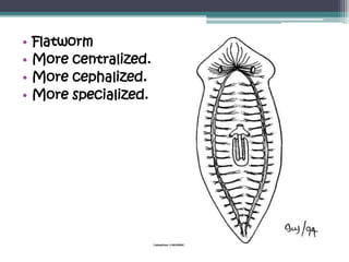 •   Flatworm
•   More centralized.
•   More cephalized.
•   More specialized.
 