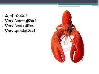•   Arthropods.
•   Very centralized
•   Very cephalized
•   Very specialized
 