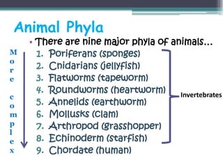 Animal Phyla
    • There are nine major phyla of animals…
M     1. Poriferans (sponges)
o
r     2. Cnidarians (jellyfish)
e     3. Flatworms (tapeworm)
      4. Roundworms (heartworm)       Invertebrates
c
o     5. Annelids (earthworm)
m     6. Mollusks (clam)
p     7. Arthropod (grasshopper)
l
e     8. Echinoderm (starfish)
x     9. Chordate (human)
 