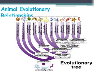 Animal Evolutionary
Relationships
 