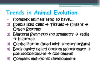 Trends in Animal Evolution
• Complex animals tend to have…
1) Specialized cells  Tissues  Organs 
   Organ Systems
2) Bilateral Symmetry (no symmetry  radial
    bilateral)
3) Cephalization (head with sensory organs)
4) Body cavity called coelom (acoelomate 
   pseudocoelomate  coelomate)
5) Complex embryonic development
 