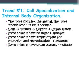 Trend #1: Cell Specialization and
Internal Body Organization.
 • The more complex the animal, the more
   “specialized” its cells become.
 • Cells  Tissues  Organs  Organ system.
 • Some animals have no organs- sponges
 • Some animals have simple organs for
   excretion and reproduction – flatworms
 • Some animals have organ systems - mollusks
 