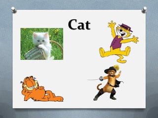 Cat
 