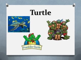 Turtle
 