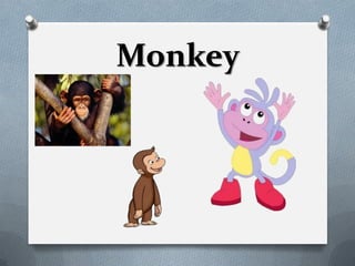 Monkey
 