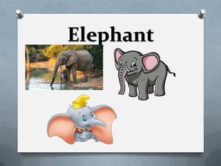 Elephant
 