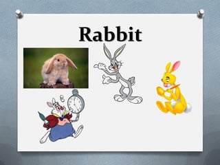 Rabbit
 