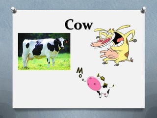 Cow
 