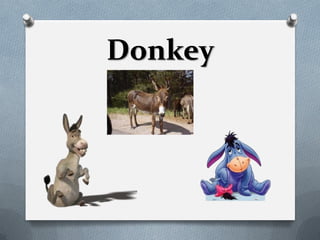Donkey
 