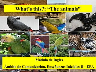 What’s this?: “The animals”

Módulo de Inglés
Ámbito de Comunicación. Enseñanzas Iniciales II - EPA

 