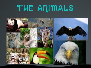   
THE ANIMALS
 