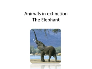Animals in extinction
The Elephant

 