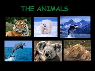 THE ANIMALS

 