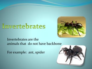 Invertebrates are the
animals that do not have backbone
For example: ant, spider
 