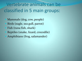 Vertebrate animals can be
classified in 5 main groups:
 Mammals (dog, cow, people)
 Birds (eagle, sea gull, parrot)
 Fish (tuna fish, shark)
 Reptiles (snake, lizard, crocodile)
 Amphibians (frog, salamander)
 