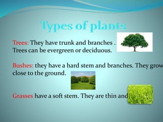 Trees: They have trunk and branches .
Trees can be evergreen or deciduous.
Bushes: they have a hard stem and branches. They grow
close to the ground.
Grasses have a soft stem. They are thin and flexible.
 