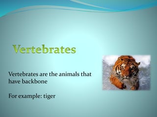 Vertebrates are the animals that
have backbone
For example: tiger
 
