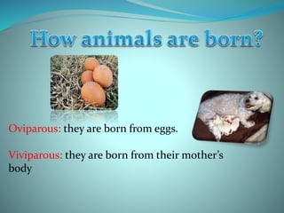 Oviparous: they are born from eggs.
Viviparous: they are born from their mother’s
body
 