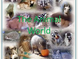 The Animal World 