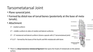 Metatarsal Modifiers The Ankle and Foot Complex Anatomy & Biomechanics | PPTX