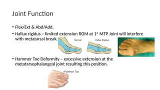 Rom First Mtp The Ankle and Foot Complex Anatomy & Biomechanics | PPTX