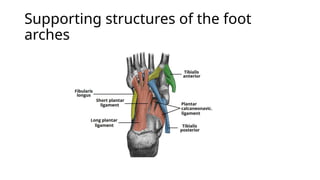 The Ankle and Foot Complex Anatomy & Biomechanics | PPTX