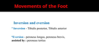 Comprehensive Overview of Ankle Joint Anatomy, Function, and Injuries ...