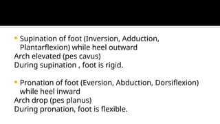 Comprehensive Overview of Ankle Joint Anatomy, Function, and Injuries ...