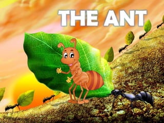 THE ANT
 