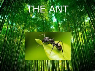 THE ANT
 