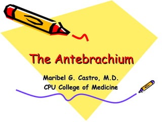 The Antebrachium Maribel G. Castro, M.D. CPU College of Medicine 