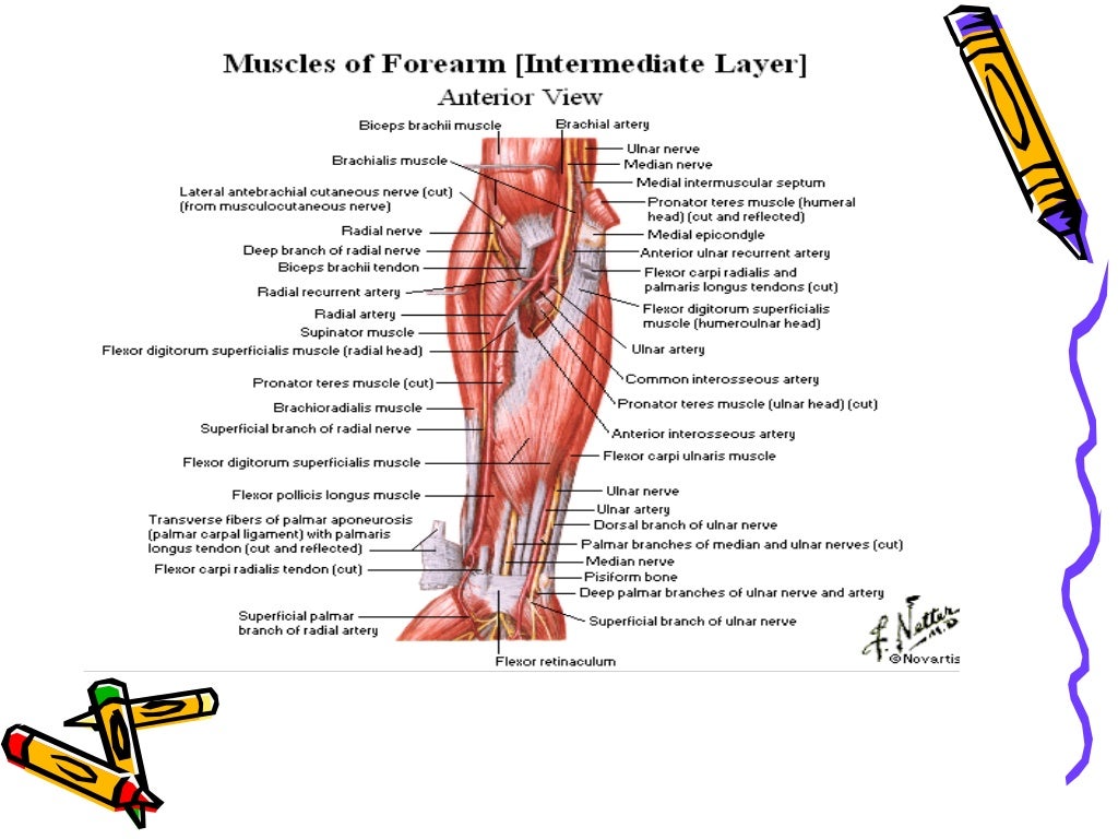The antebrachium