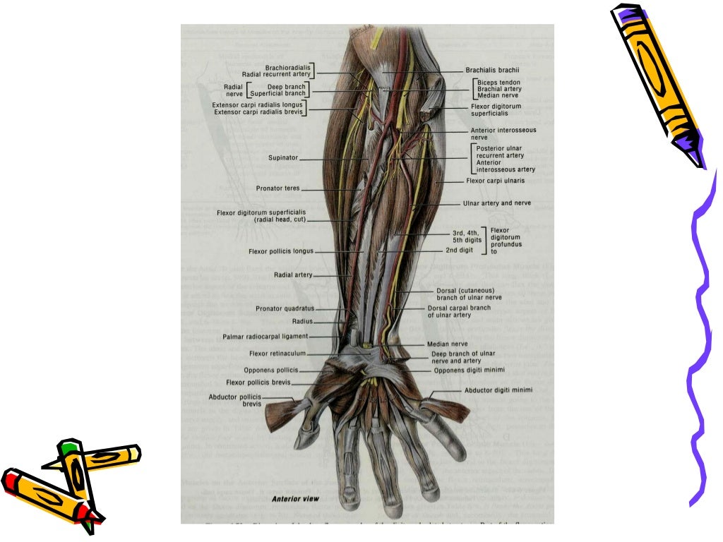 The antebrachium