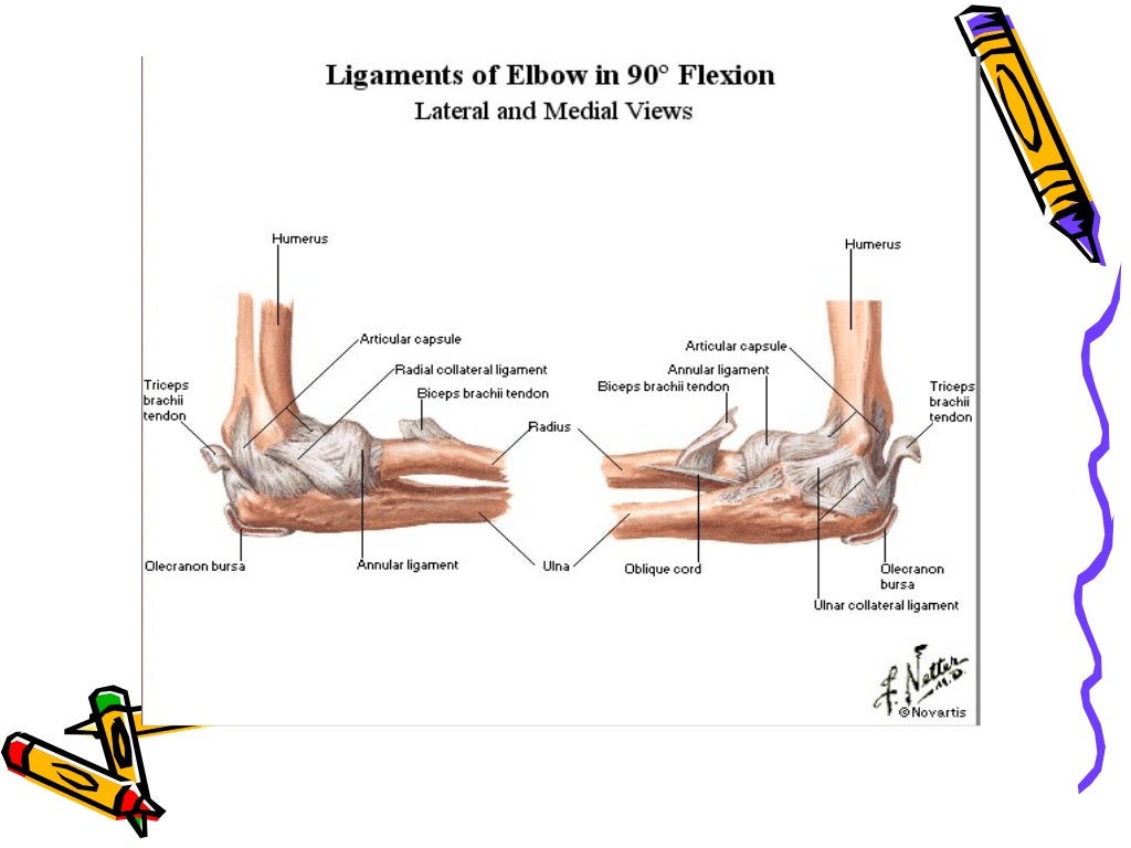 The antebrachium